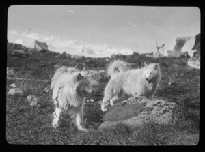 Image of Two dogs on grass. Tents beyond